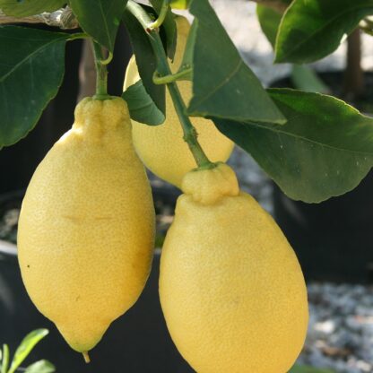 Лимон Месечар | Lemon Lunario