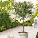 Маслинка | Olea Europea | 160 cm