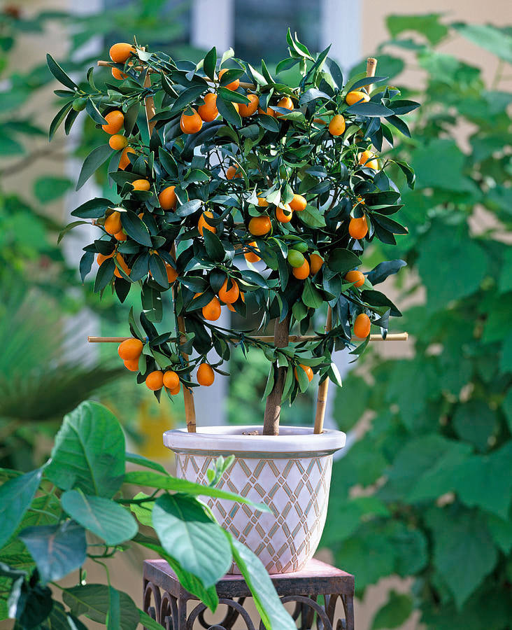 Џуџеста мандарина | Citrus Fortunela Kumquat