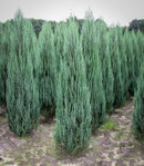 Декоративна зимзелена садница | Juniperus Scopulorum Blue Arrow | 50cm