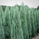Декоративна зимзелена садница | Juniperus Scopulorum Blue Arrow | 50cm