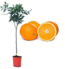 Црвен портокал | Навел