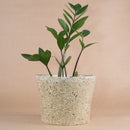 Уми | Zamiocoulas | M