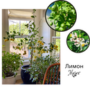 Лимон | Citrus Lemon Mayer