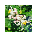 Лимон | Citrus Lemon Mayer