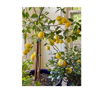 Лимон | Citrus Lemon Mayer