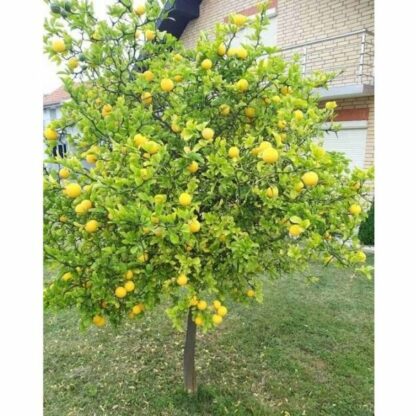 Сибирски лимон | Poncirus trifoliata | 40cm