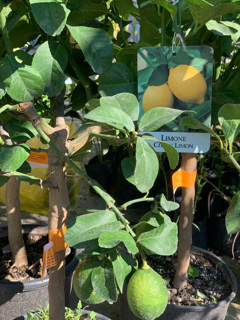 Џуџест лимон | Citrus Limon Мауеr