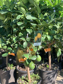 Џуџест лимон | Citrus Limon Мауеr