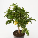 Џуџест лимон | Citrus Limon Мауеr