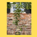 Лимон Месечар | Lemon Lunario