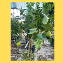 Лимон Месечар | Lemon Lunario