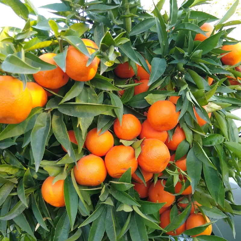 Мандарина | Citrus Reticulata Clementina | 100 cm