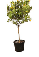 Мандарина | Clementina 12l |140/160 cm