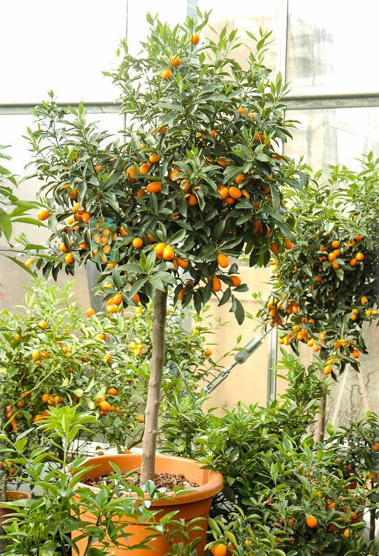Мандарина | Kumquat |160 cm | Голем садник