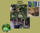 Помело | Citruss Pomelo