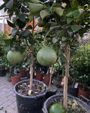 Помело | Citruss Pomelo