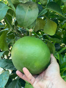 Помело | Citruss Pomelo