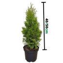 Туја Смарагд | 60/70cm (2 литарска)