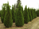 Туја Смарагд | 60/70cm (3 литарска)