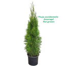 Туја Смарагд | 70cm (3 садници)