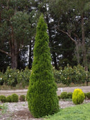 Туја Смарагд | 70cm (3 садници)
