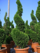 Туја Смарагд | 70cm (3 садници)