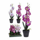 Украс орхидеа | EH | 317002680