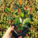 Црвена Фотинија | 20cm (6 садници)