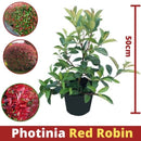 Црвена Фотинија | 50cm (4 садници)