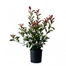 Црвена Фотинија | 50cm (4 садници)