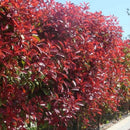 Црвена Фотинија | 50cm (4 садници)