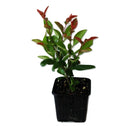 Црвена Фотинија | 20cm (6 садници)