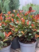 Фотинија - мала верзија | Little Red Robin