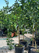 Цитрусно дрво | Hybrid Lemon-Mandarin