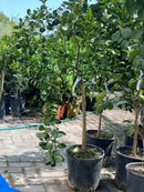 Цитрусно дрво | Hybrid Lemon-Mandarin