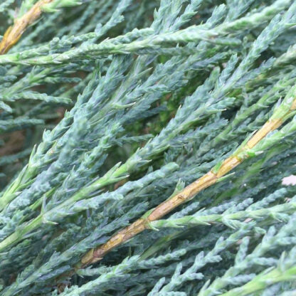 Декоративна зимзелена садница | Juniperus Scopulorum Blue Arrow | 50cm