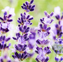 Релаксирачки хербални миксови | HG Herbal | Purple Moon | Kanna | Lion's Tale