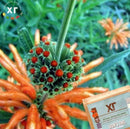 Природен хербален микс | HG Herbal | Lion's Tail