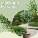Маслинка | Olea Europea Korneiki | 120cm