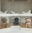 Сапун куче | M&M